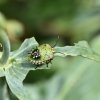 PUNAISE VERTE. Le joli costume coloré de la jeune punaise verte. Insecte piqueur se nourrissant de la sève des plantes. ISABELLE TURBAN